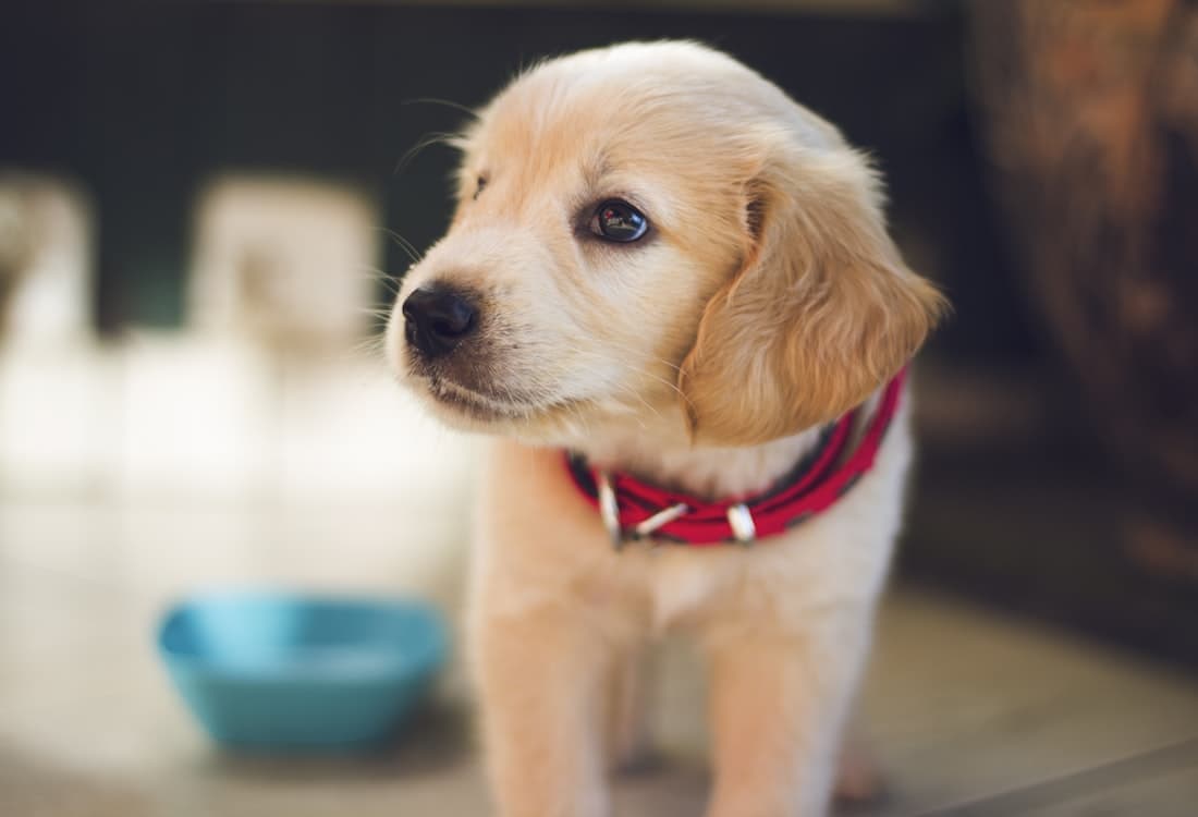 Cachorro protegido con seguro para mascotas