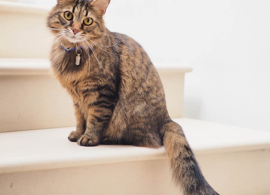 Gato en adopción