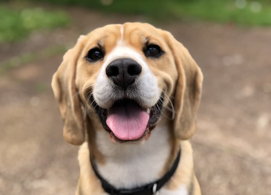 Perro en adopción mirando a cámara