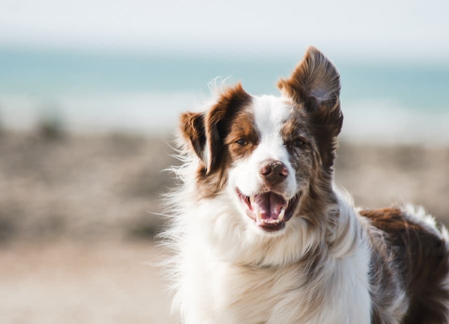 Perro atento durante una sesión de adiestramiento