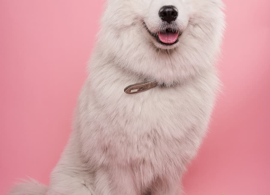 Perro feliz al cuidado de un profesional