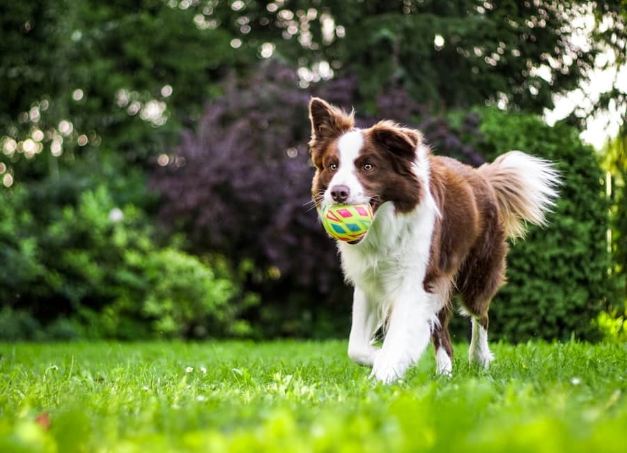 Perro jugando en una guardería canina