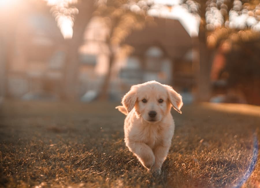 Paseador feliz con un perro en el parque