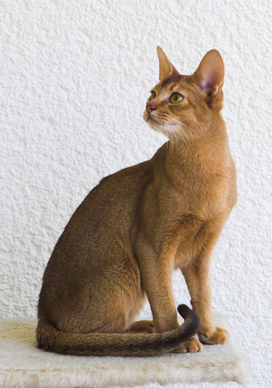 Abisinio