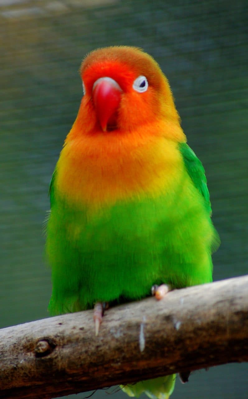 Agapornis de Fischer