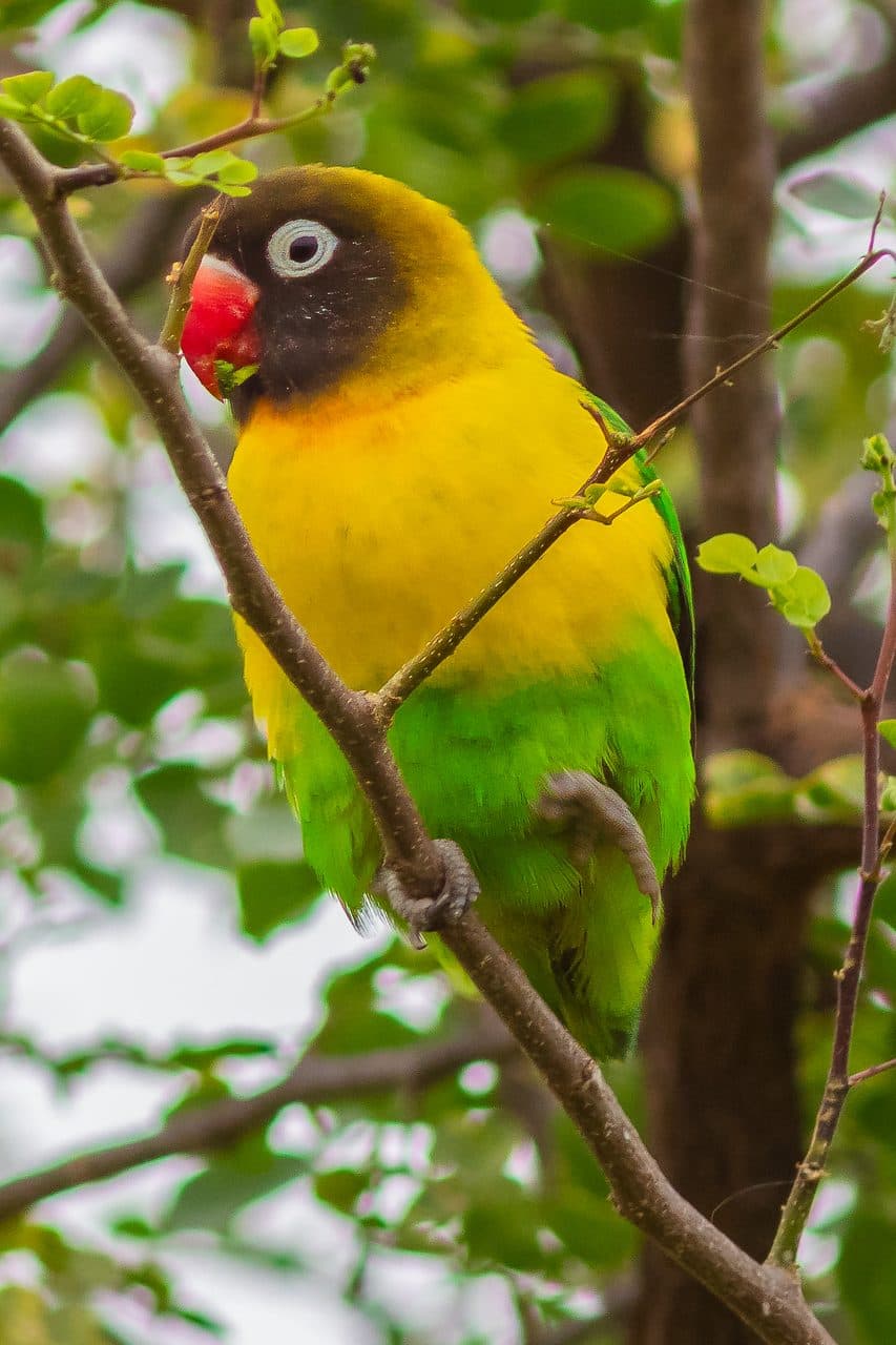 Agapornis Personata