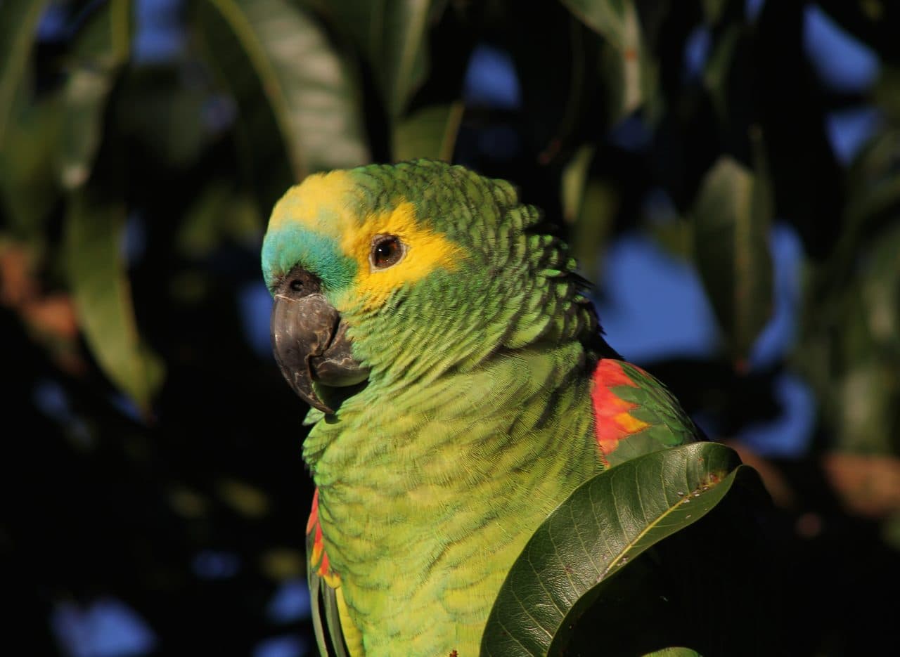 Amazonas Frente Azul