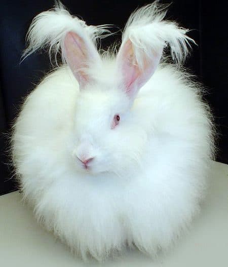 Angora Inglés