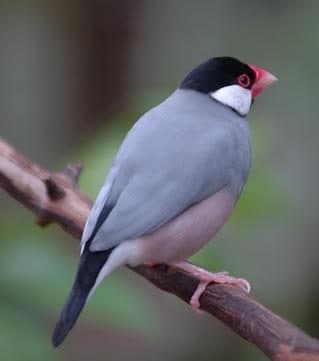 Arrocero de Java