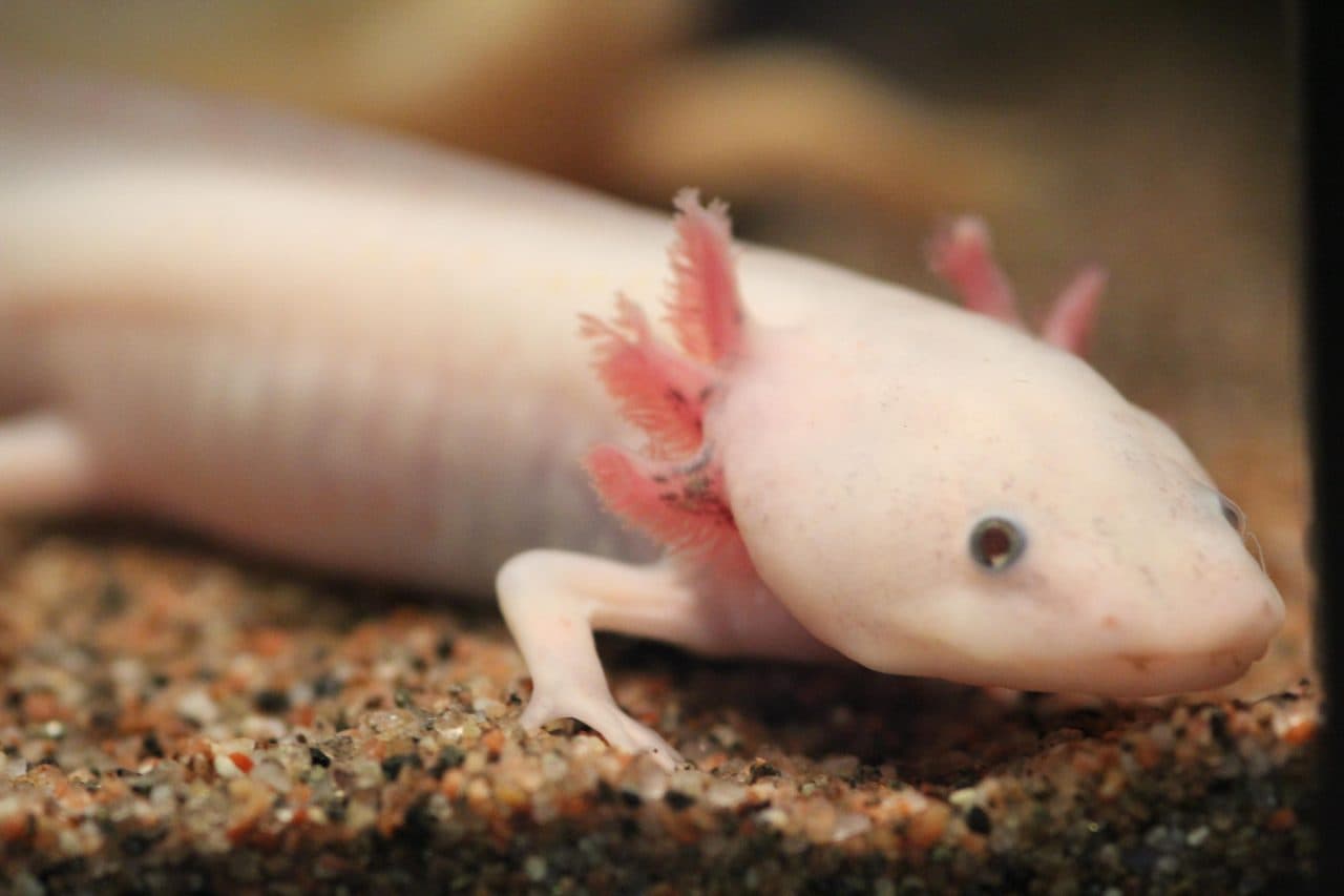 Axolote