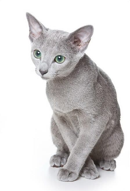 Azul Ruso