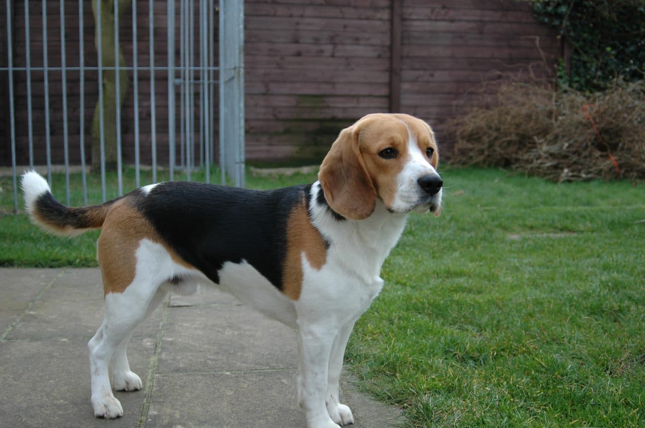 Beagle tricolor adulto