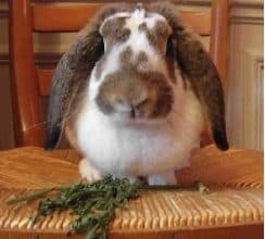 Bélier Francés (French Lop)