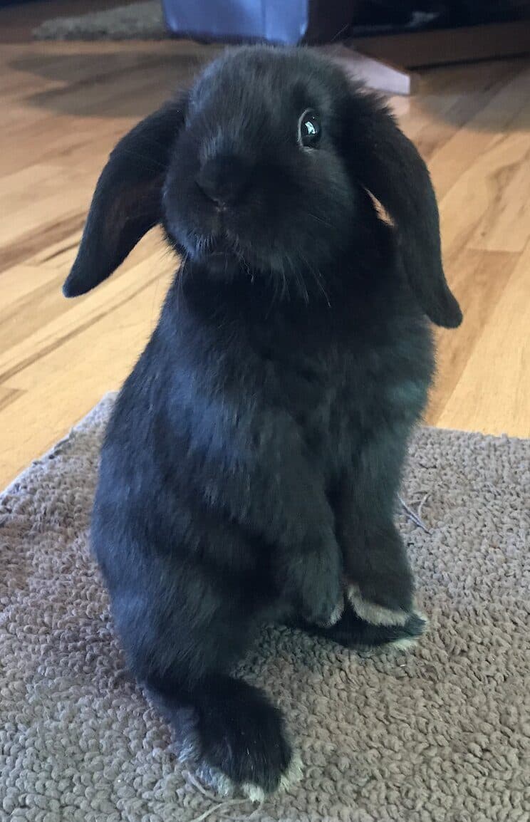 Bélier Holandés (Holland Lop)