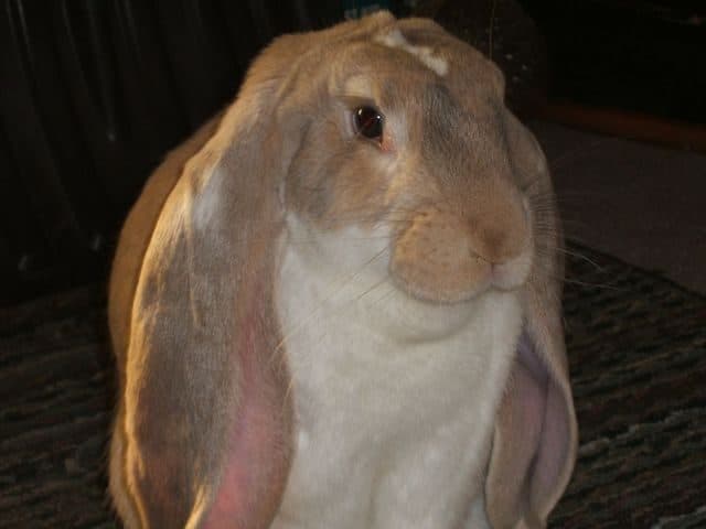 Bélier Inglés (English Lop)