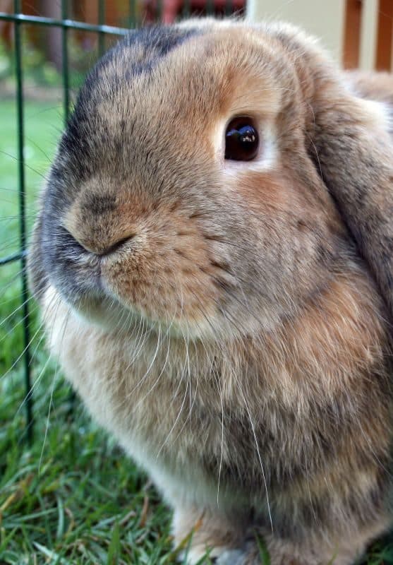Belier Mini Lop