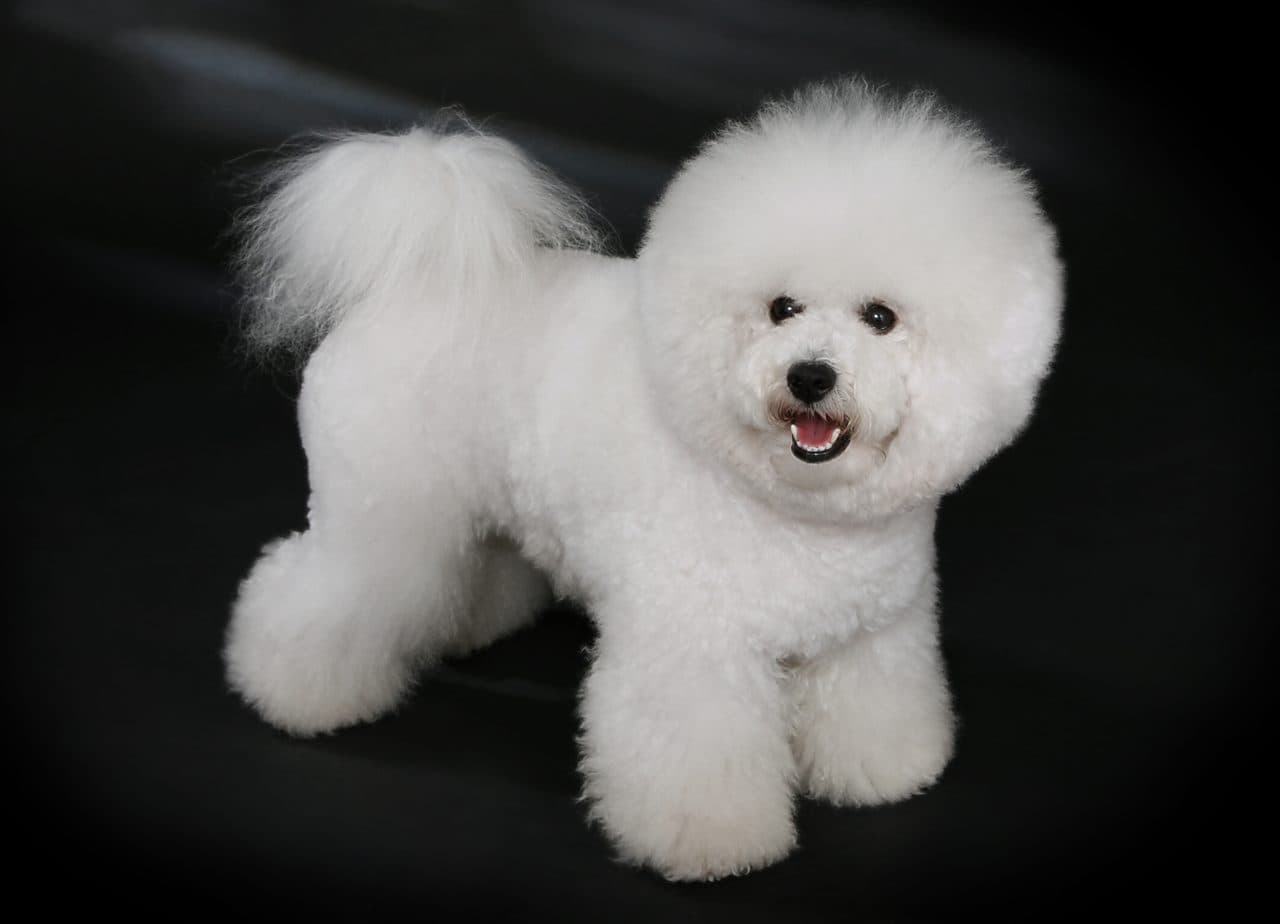 Bichón Frisé