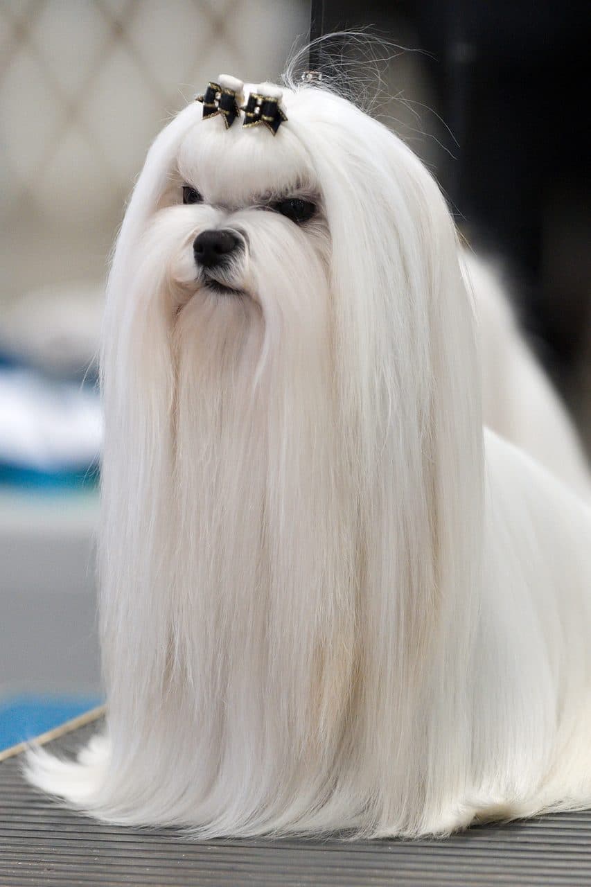 Bichón Maltés