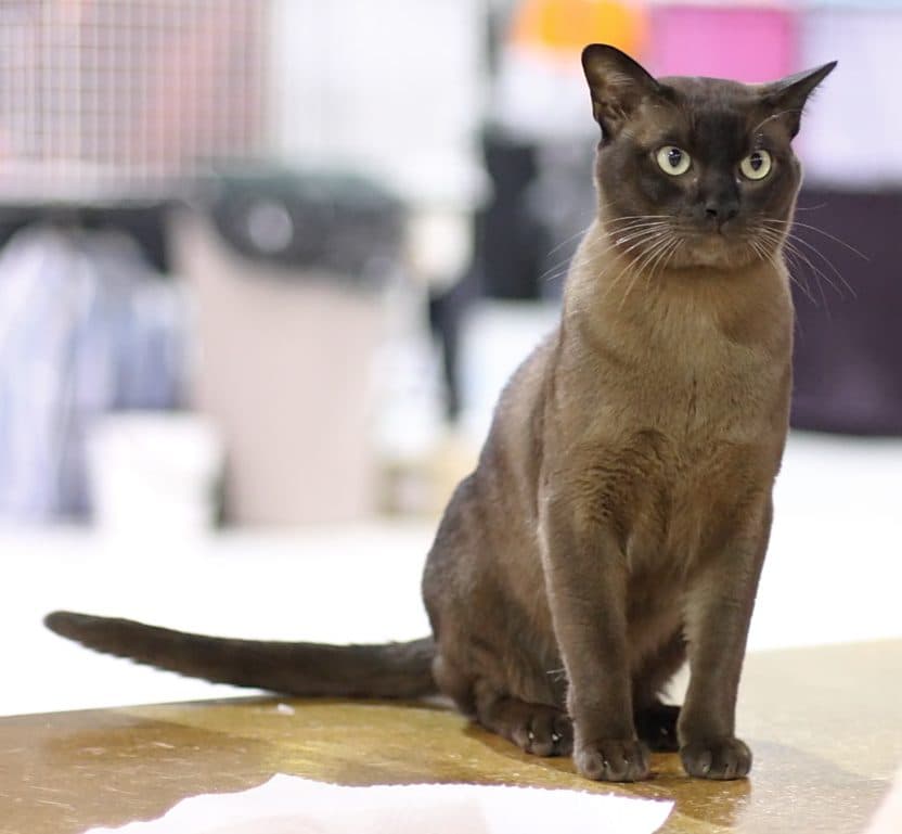 Birmano (Burmese)