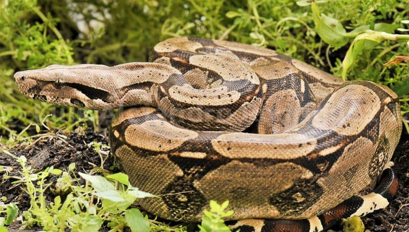 Boa Constrictora