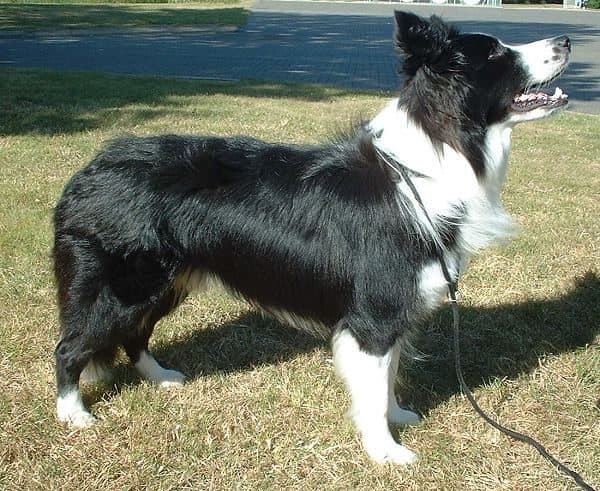 Border Collie blanco y negro corriendo