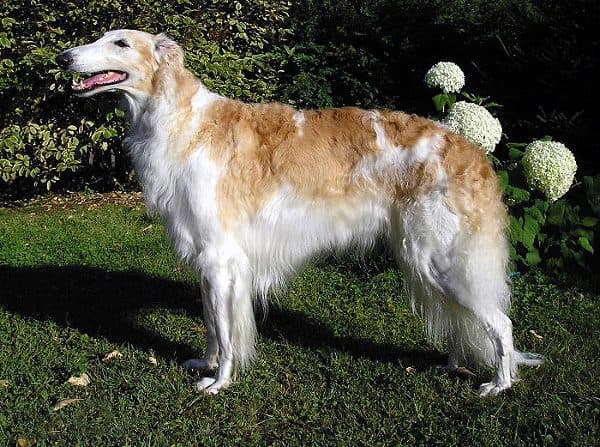 Borzoi (Galgo Ruso)