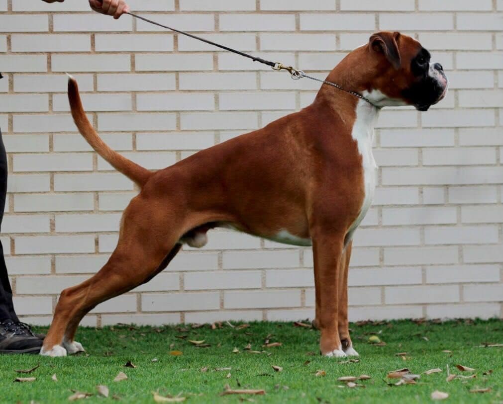 Boxer hembra atigrado