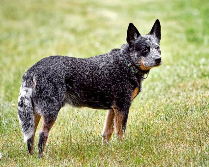 Boyero Australiano (Australian Cattle Dog)