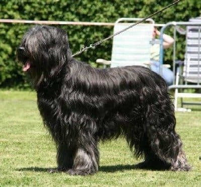 Briard (Pastor de Brie)
