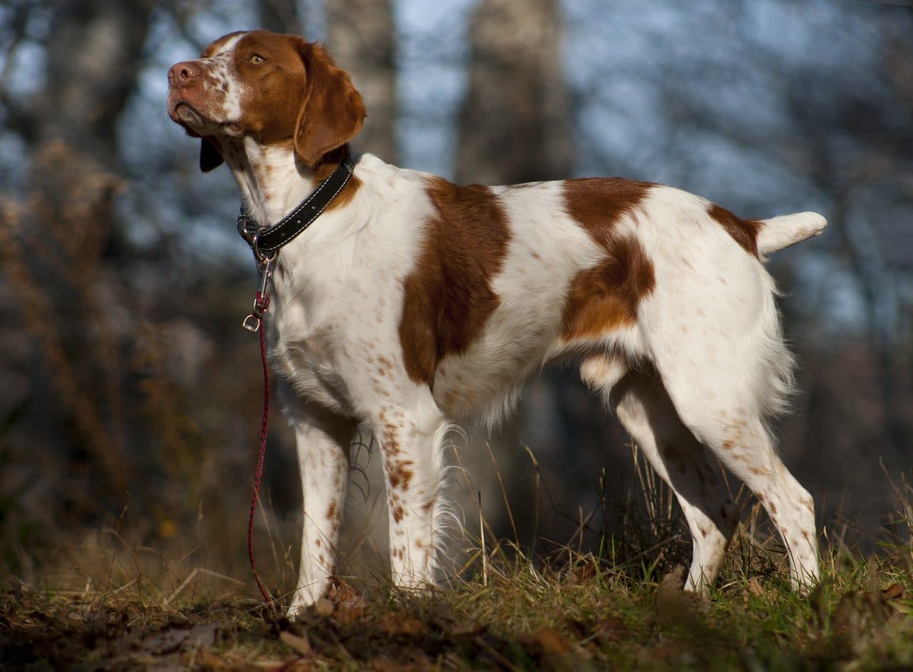 Brittany Spaniel (Epagneul Breton)
