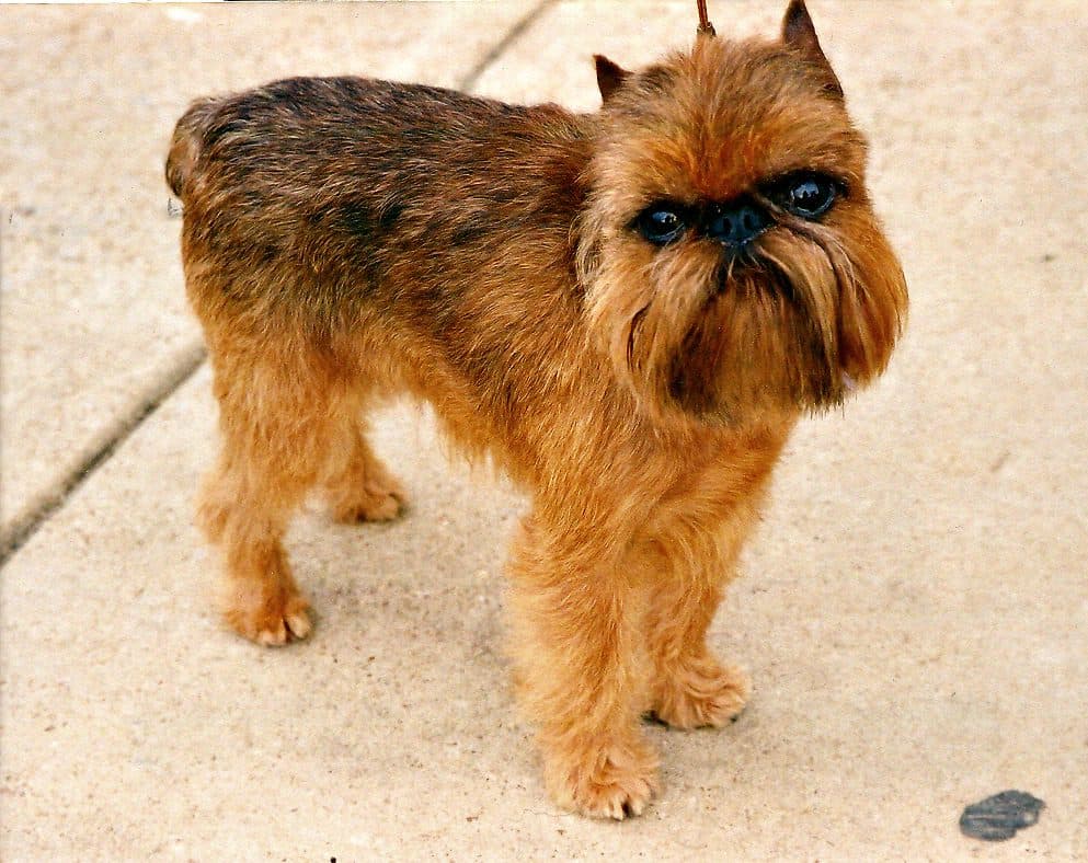 Brussels Griffon (Grifón Belga)