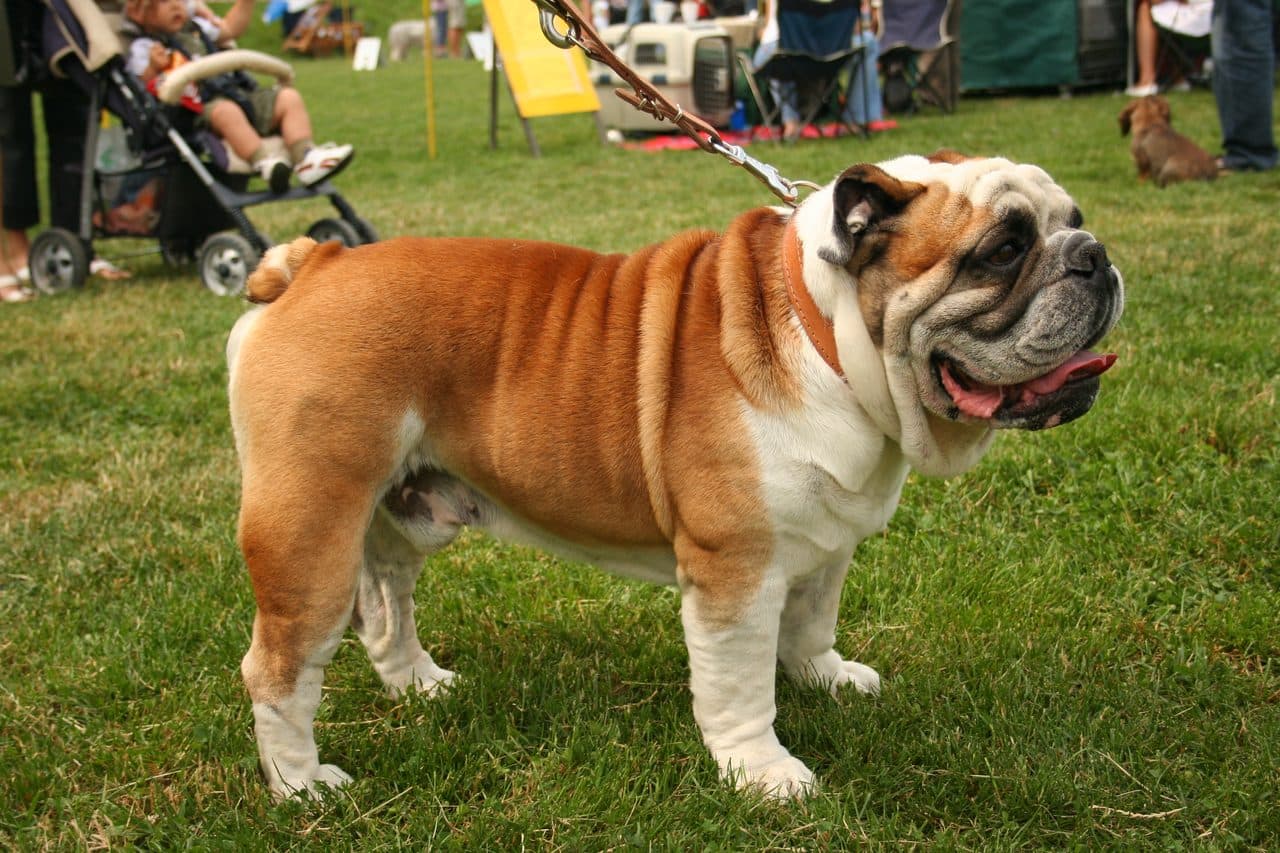 Bulldog Inglés adulto