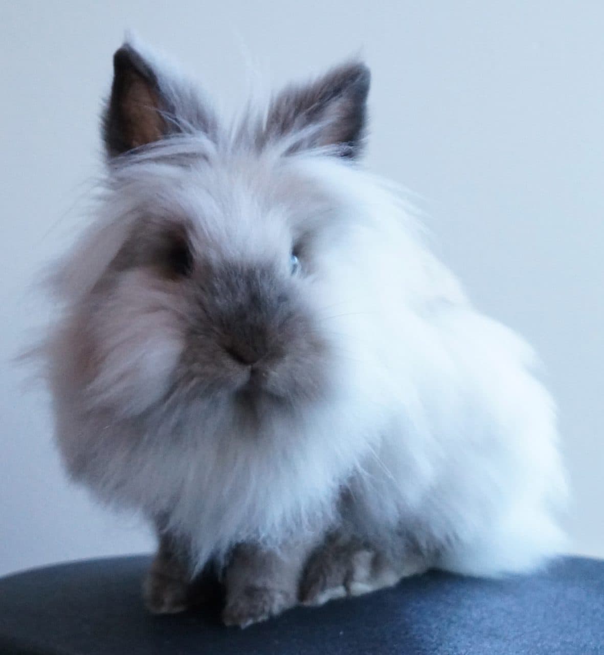 Cabeza de León (Lionhead)