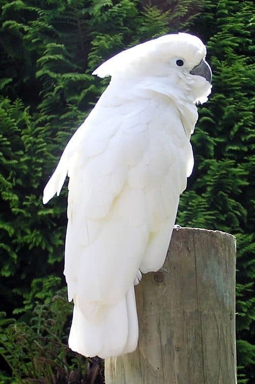 Cacatúa Blanca (Cacatúa de las Molucas)