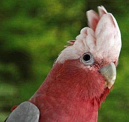 Cacatúa Galah