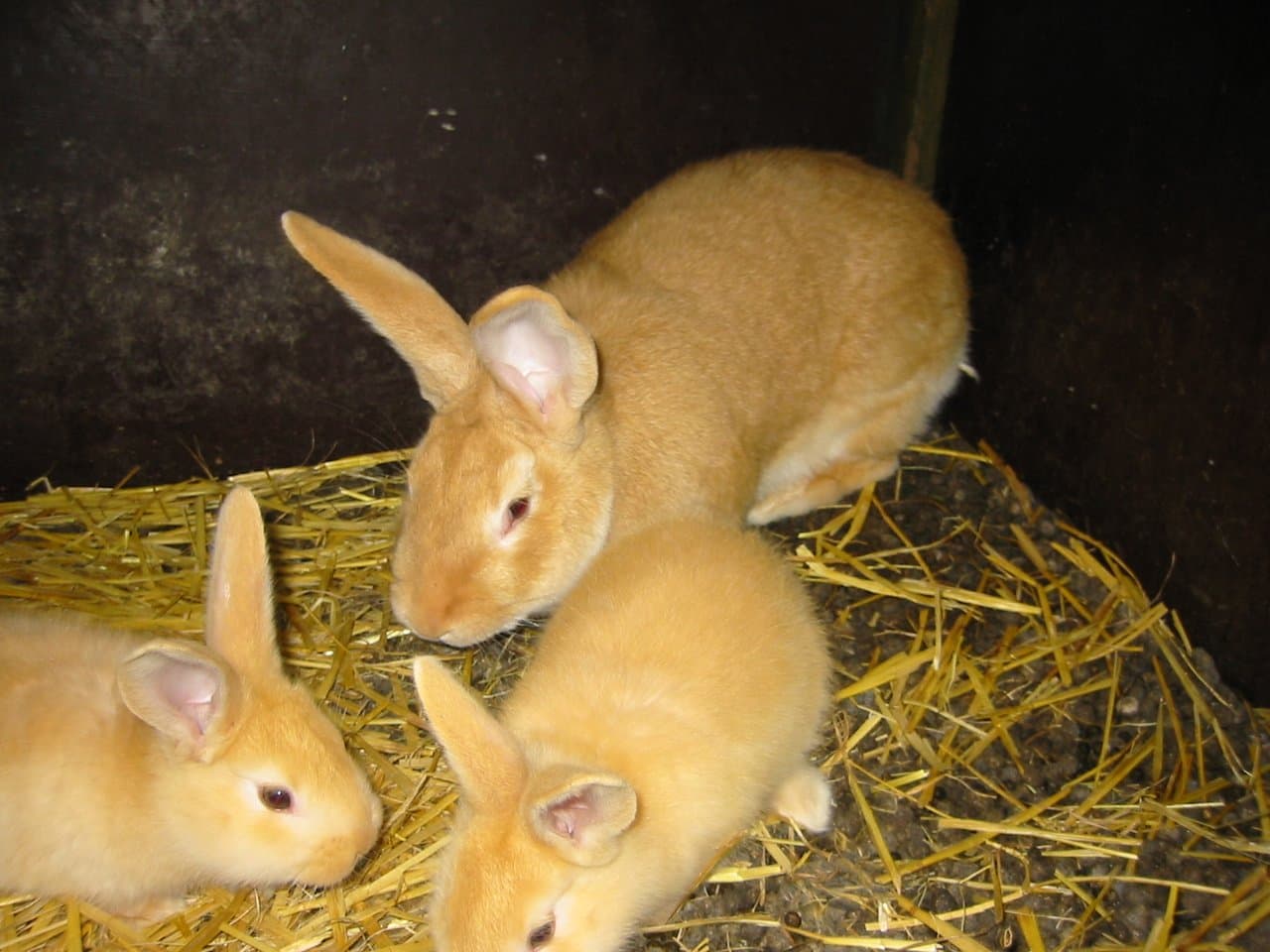 Canela (Cinnamon)