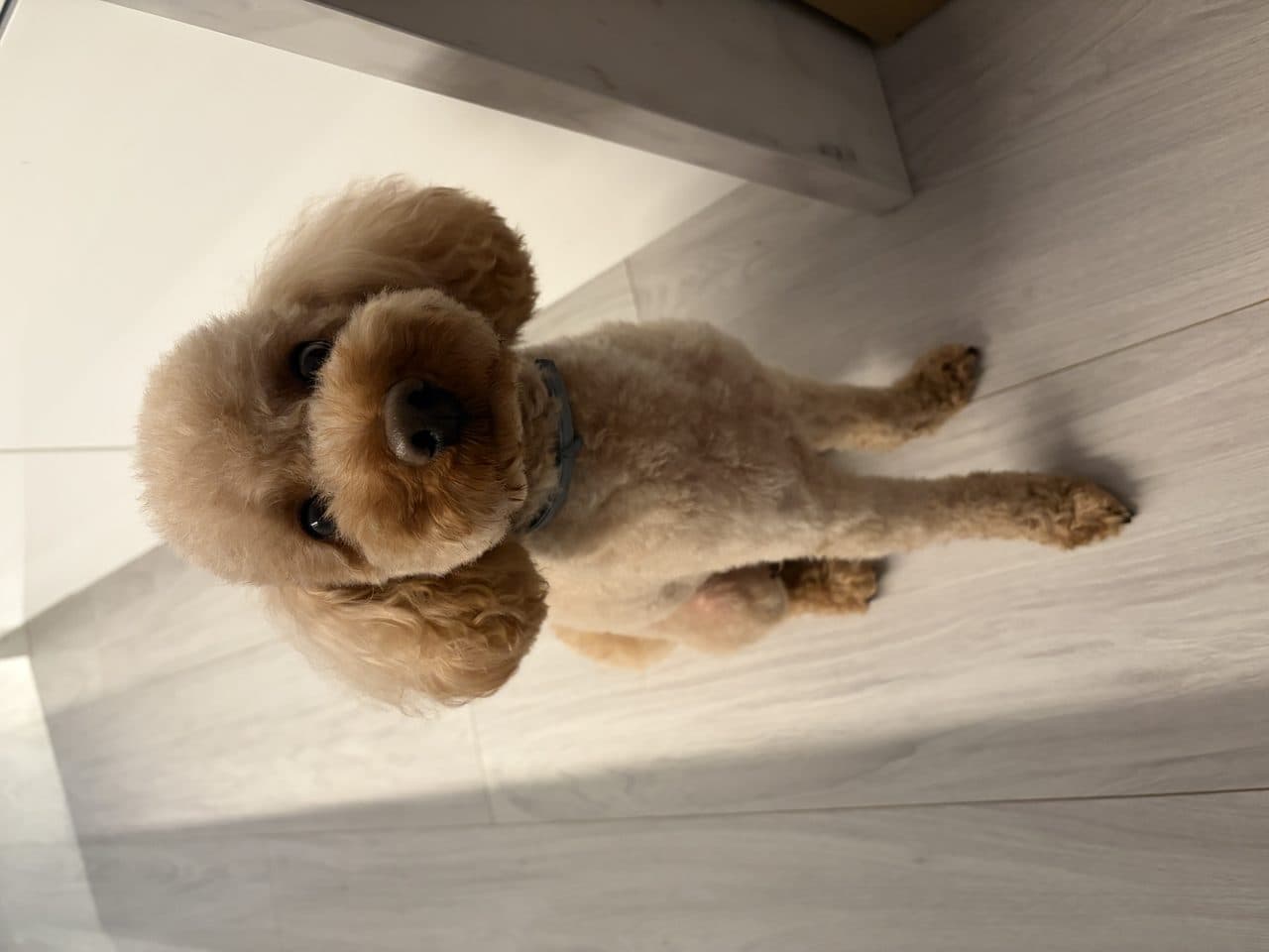 Caniche estándar