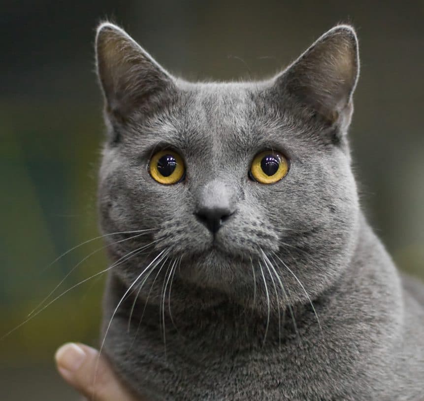 Cartujo (Chartreux)