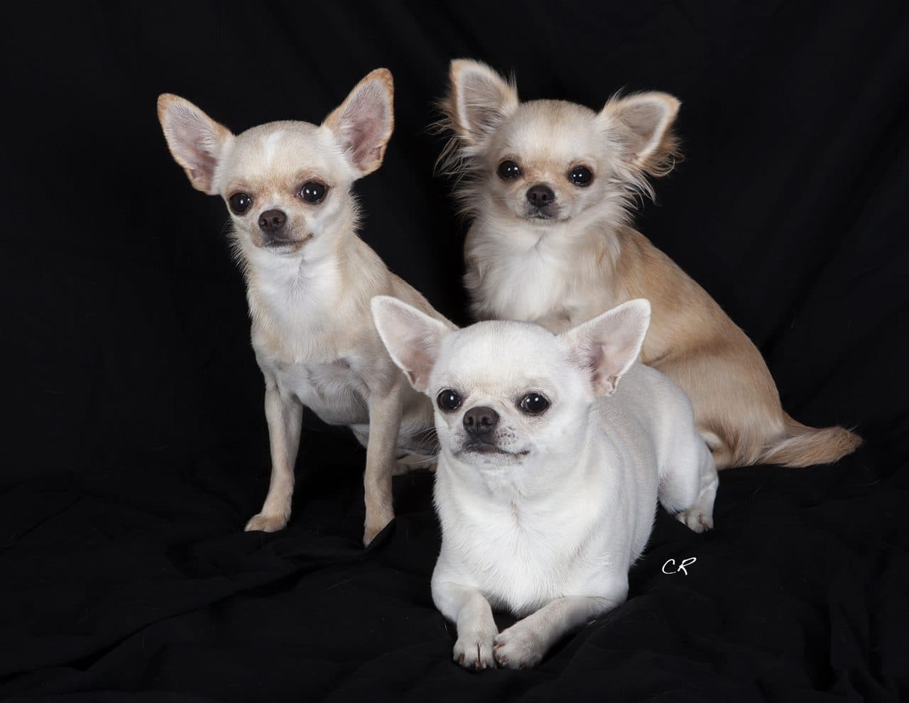 Chihuahua de Pelo Largo