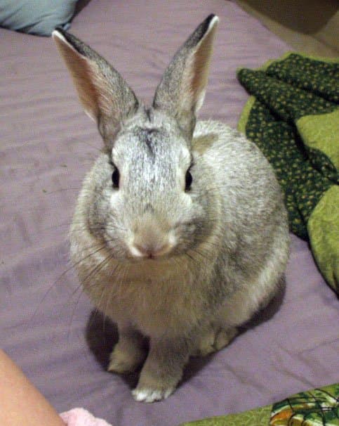 Chinchilla