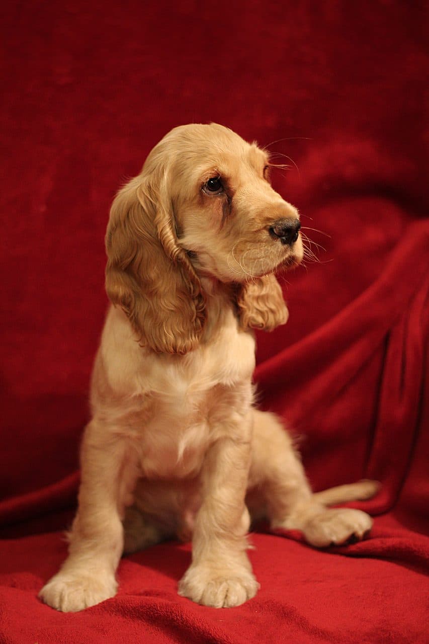 Cocker Spaniel Inglés