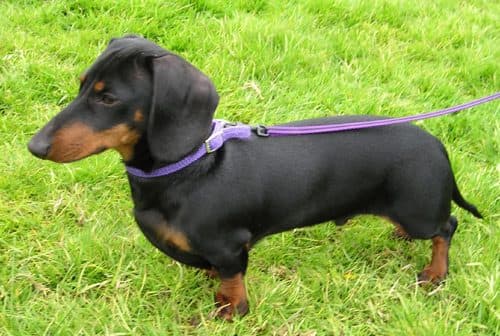 Dachshund pelo corto