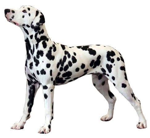 Dálmata adulto