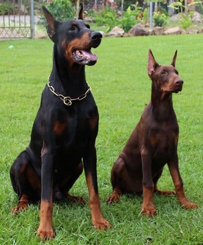Doberman adulto