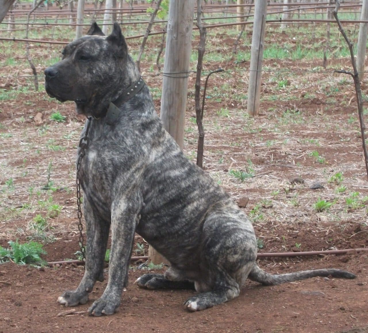 Dogo Canario