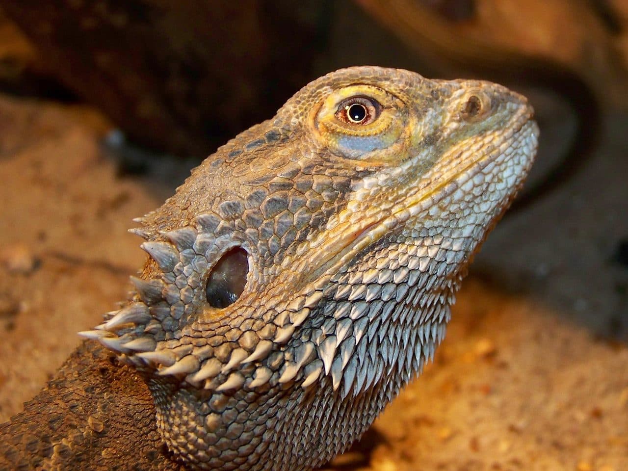 Dragón Barbudo (Pogona)