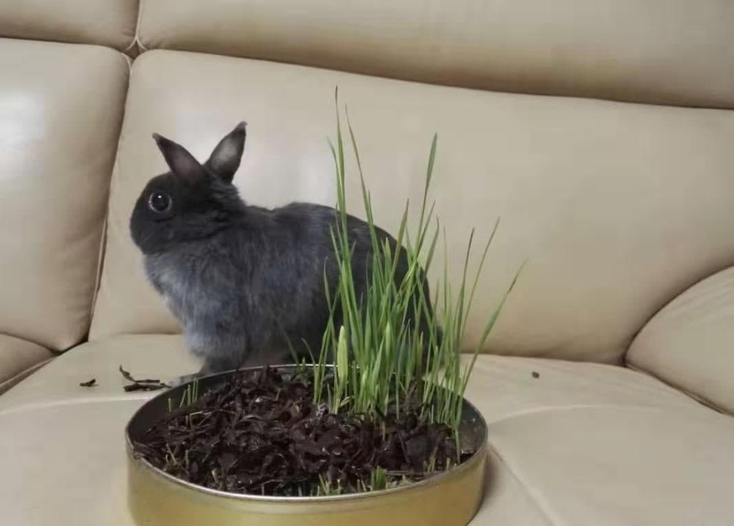 Enano Holandés (Netherland Dwarf)