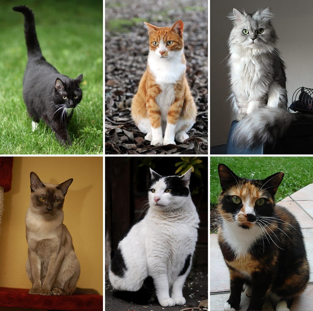 Gato europeo común atigrado