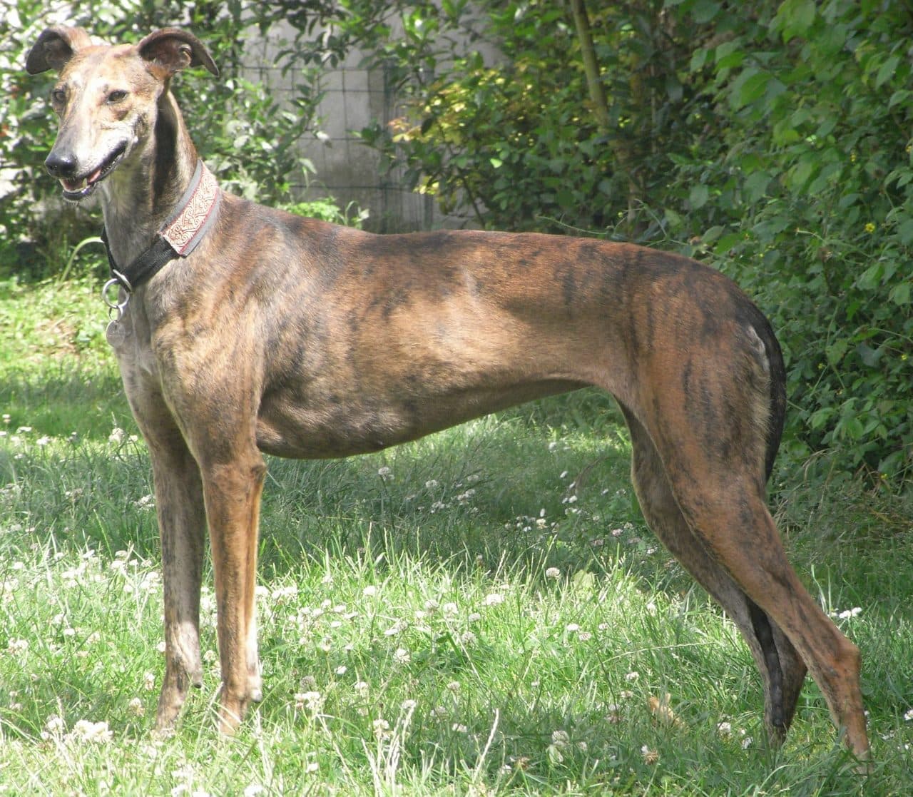 Galgo español adulto