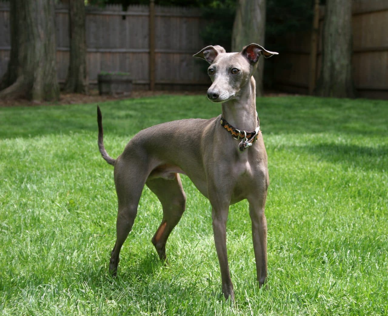 Galgo Italiano